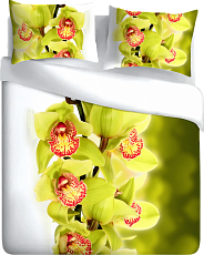 Орхидея lime green
